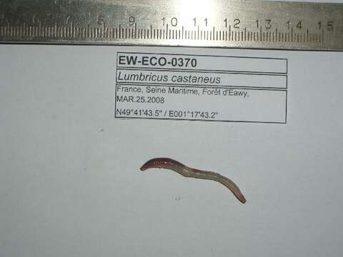 Image of Lumbricus castaneus