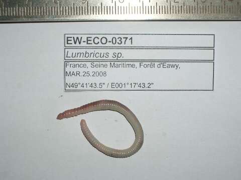 Imagem de Lumbricus rubellus