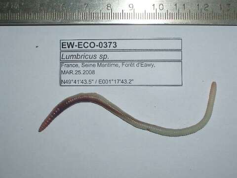 Imagem de Lumbricus rubellus