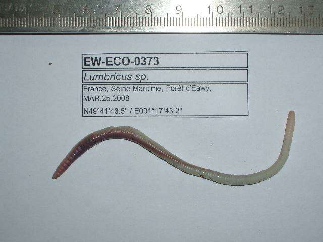 Image of Lumbricus rubellus