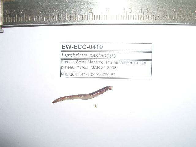 Image of Lumbricus rubellus