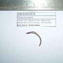 Image of Small-tailed worm