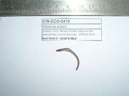 Image of Small-tailed worm