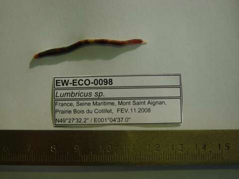 Imagem de Lumbricus castaneus