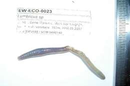 Image of Quebec worm