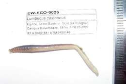 Image of Quebec worm