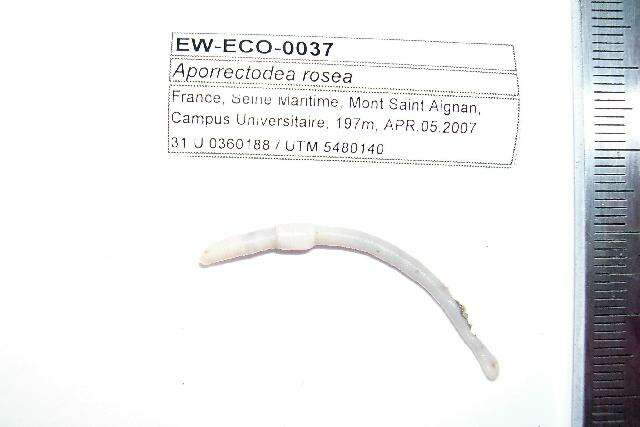 Image of Aporrectodea rosea