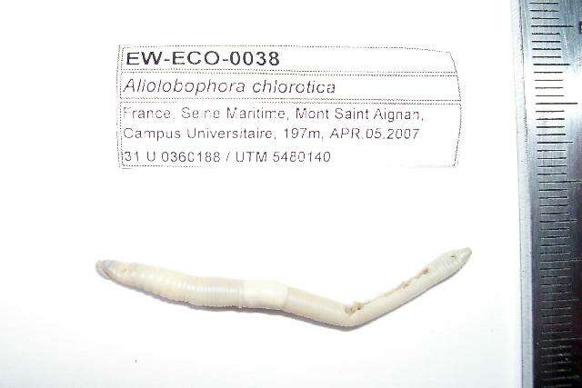 Image of Aporrectodea caliginosa