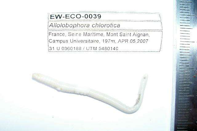 Image of Allolobophora chlorotica