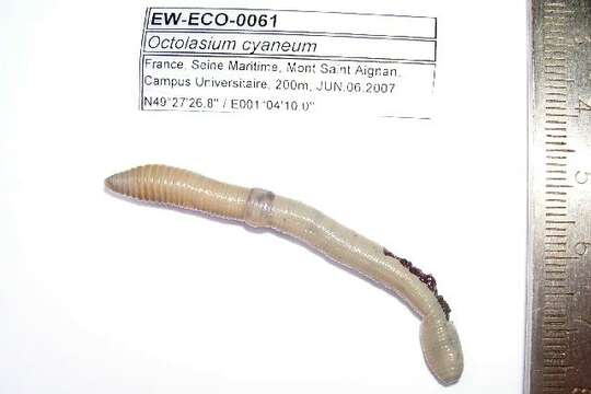 Image of Woodland blue worm