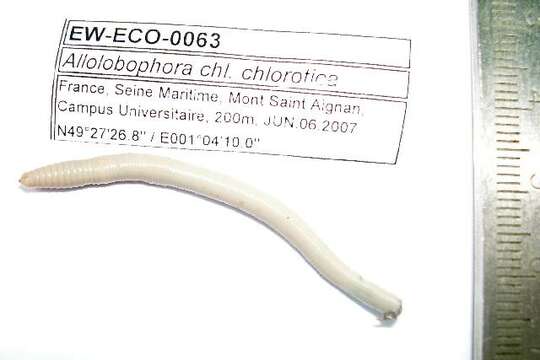 Image of Allolobophora chlorotica