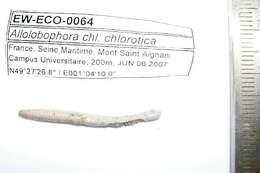 Image of Allolobophora chlorotica