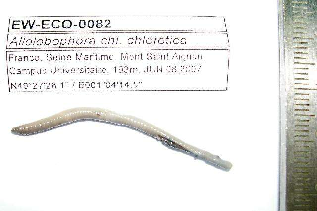 Image of Allolobophora chlorotica