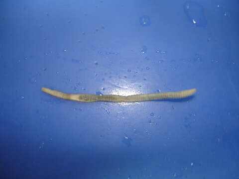 Image of Earthworm