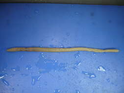 Image of Earthworm