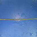 Image of Earthworm