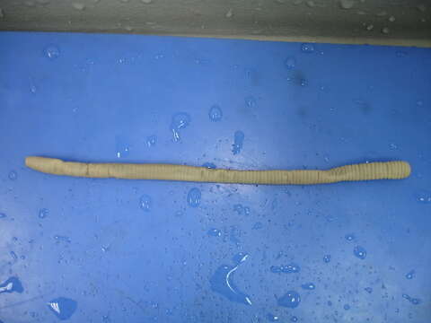 Image of Earthworm