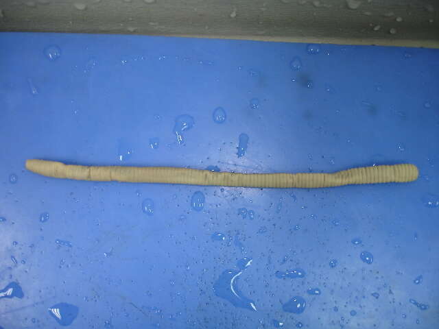 Image of Earthworm