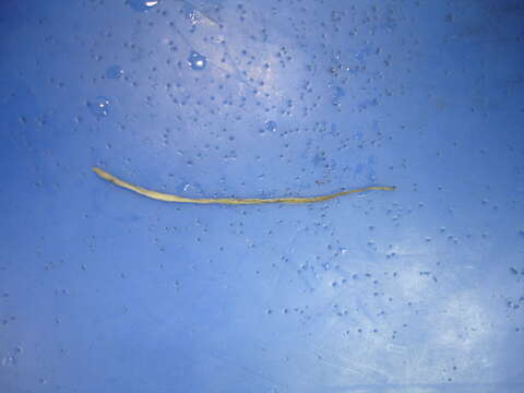 Image of Earthworm