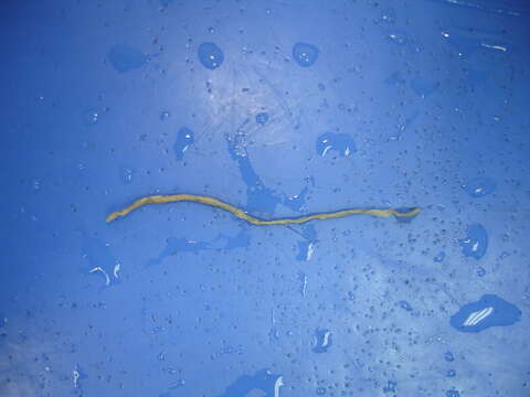 Image of Earthworm