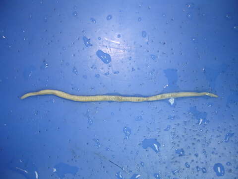 Image of Earthworm