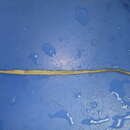 Image of Earthworm