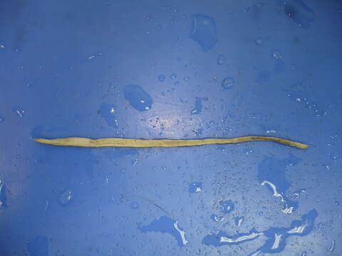 Image of Earthworm