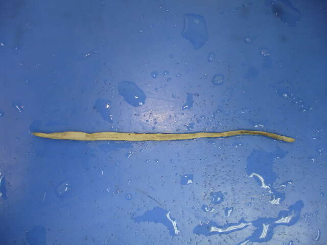 Image of Earthworm