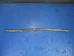 Image of Earthworm