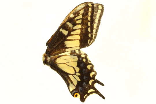 Image of Anise Swallowtail