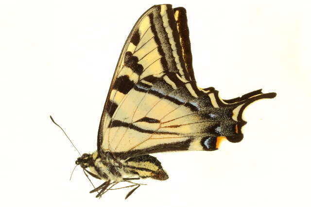 Image of Western Tiger Swallowtail