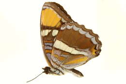 Image of <i>Adelpha californica</i>