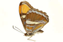 Image of <i>Adelpha californica</i>