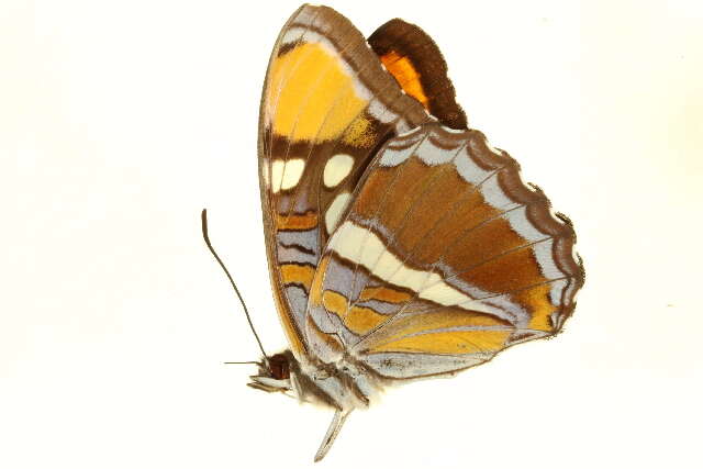 Image of <i>Adelpha californica</i>