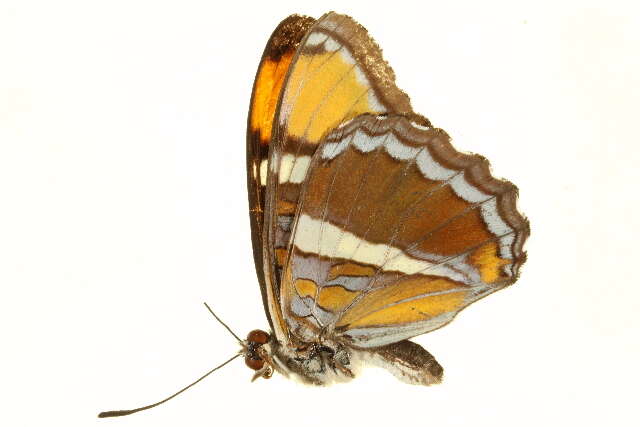 Image of <i>Adelpha californica</i>