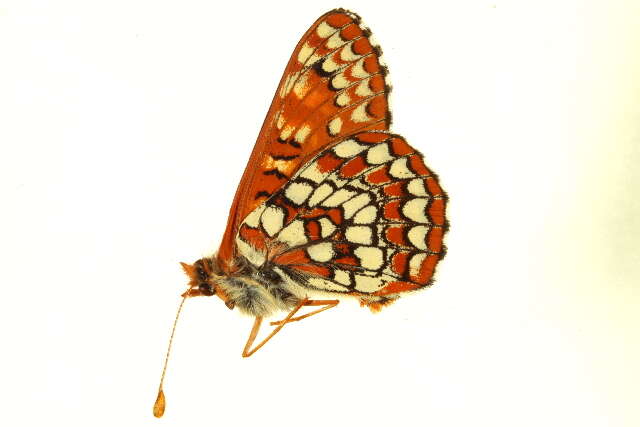 <i>Euphydryas anicia</i>的圖片