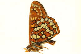 <i>Euphydryas anicia</i>的圖片