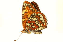 Image of Northern Checkerspot