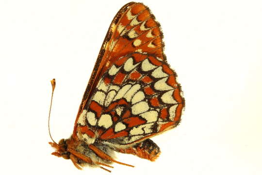 <i>Euphydryas anicia</i>的圖片