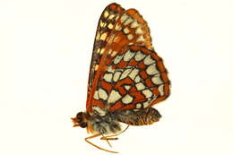 <i>Euphydryas anicia</i>的圖片