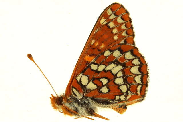 <i>Euphydryas anicia</i>的圖片