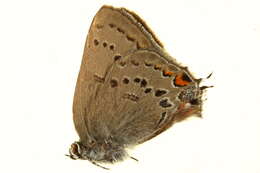 Image of California Hairstreak