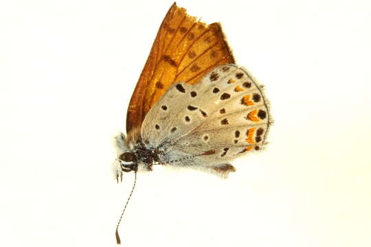 Imagem de Lycaena gorgon (Boisduval 1852)