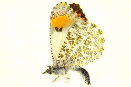 Image of Sara Orangetip