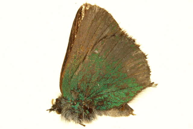 Image of Lotus Hairstreak