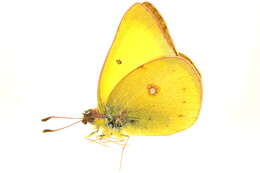 Image of Harford's Sulphur