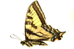 Image of Western Tiger Swallowtail