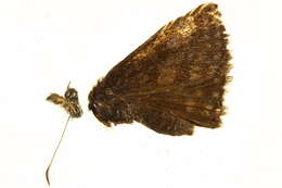 Plancia ëd Erynnis icelus Scudder & Burgess 1870