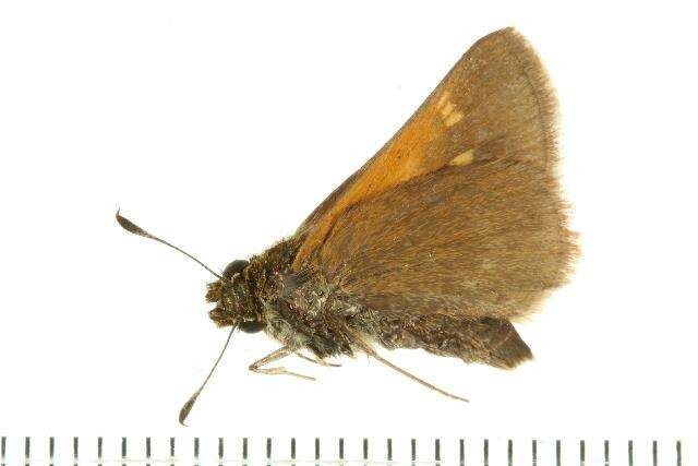 Image of Tawny-edged Skipper