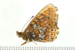 Image of Boloria astarte